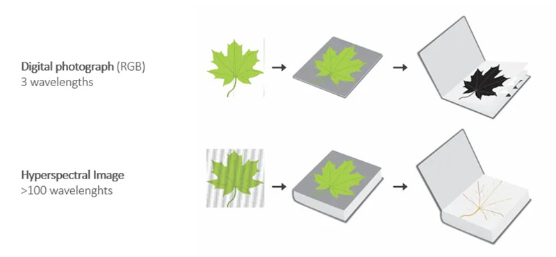 图 2:为了匹配人眼的视觉效果,叶子的数码照片(上图)使用红绿蓝三个波段来生成。