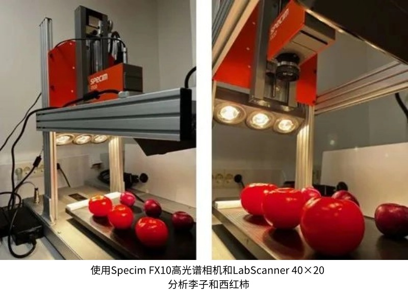 使用 Specim FX10高光谱相机和 LabScanner 40×20 分析李子和西红柿