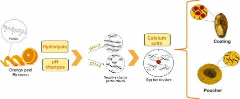 一种从富含果胶的植物生物质中制造可食用和可热封的生物基薄膜的新方法
